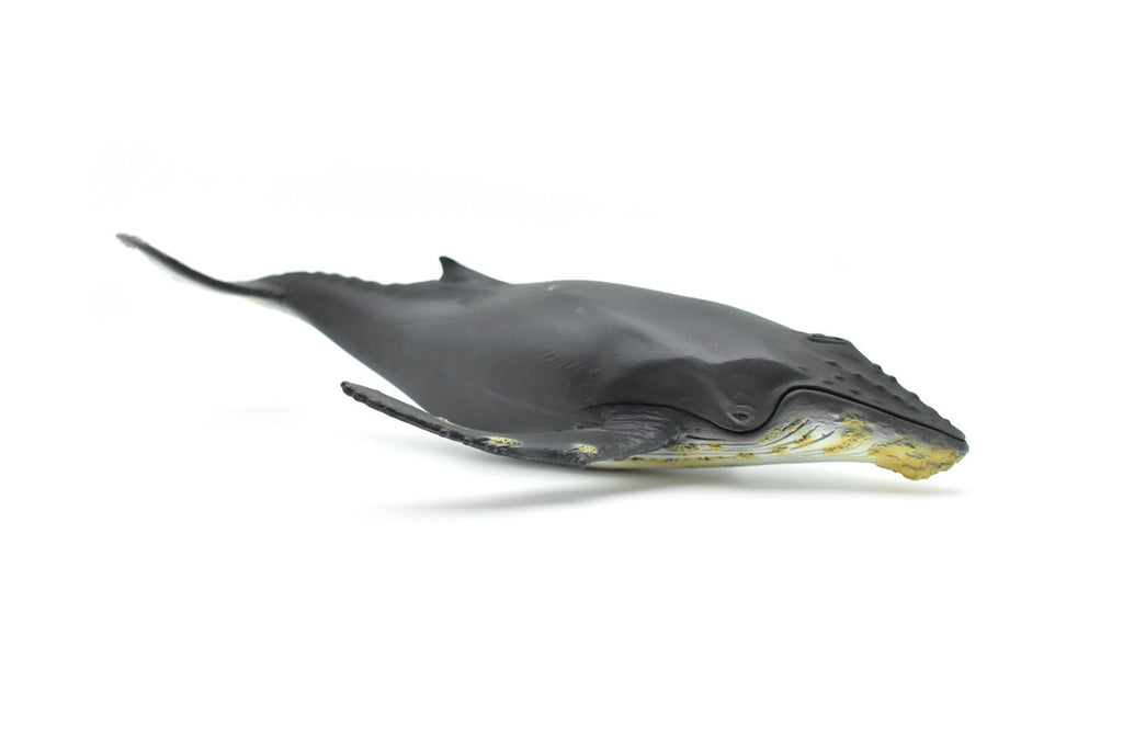 Humpback Whale,  Museum Quality Plastic Replica   12 1/2"   M031-B635