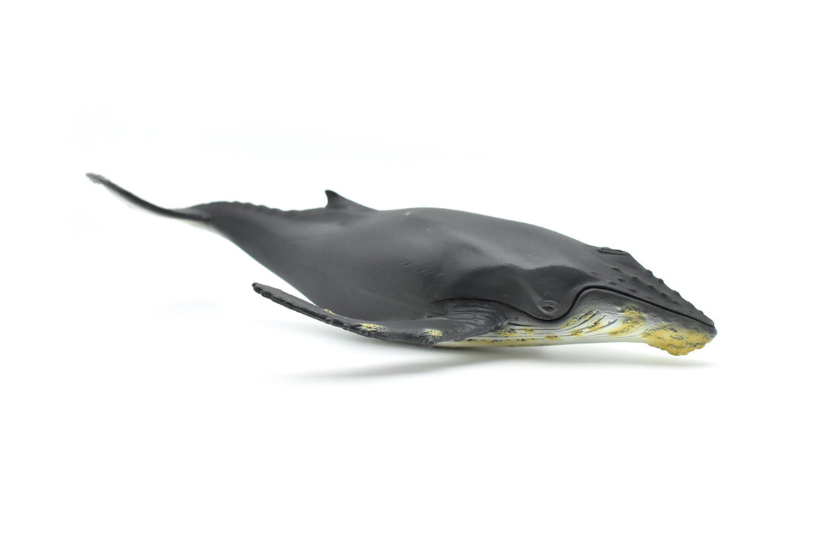 Humpback Whale,  Museum Quality Plastic Replica   12 1/2"   M031-B635