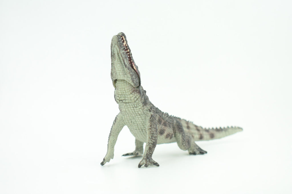 Crocodile, Museum Quality, Educational, Hand Painted, Rubber Reptile, Realistic, Diorama, Toy, Kids, Gift,  7 Inches.  CH751 BB183