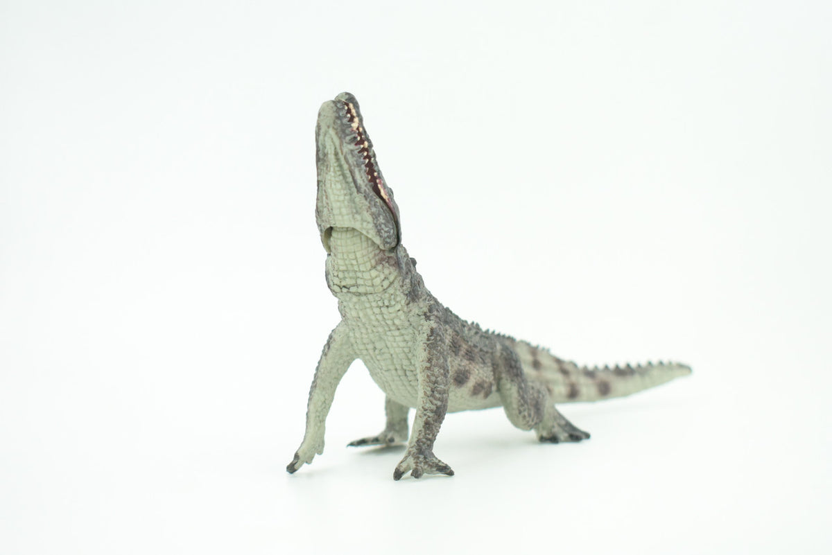 Crocodile, Museum Quality, Educational, Hand Painted, Rubber Reptile, Realistic, Diorama, Toy, Kids, Gift,  7 Inches.  CH751 BB183