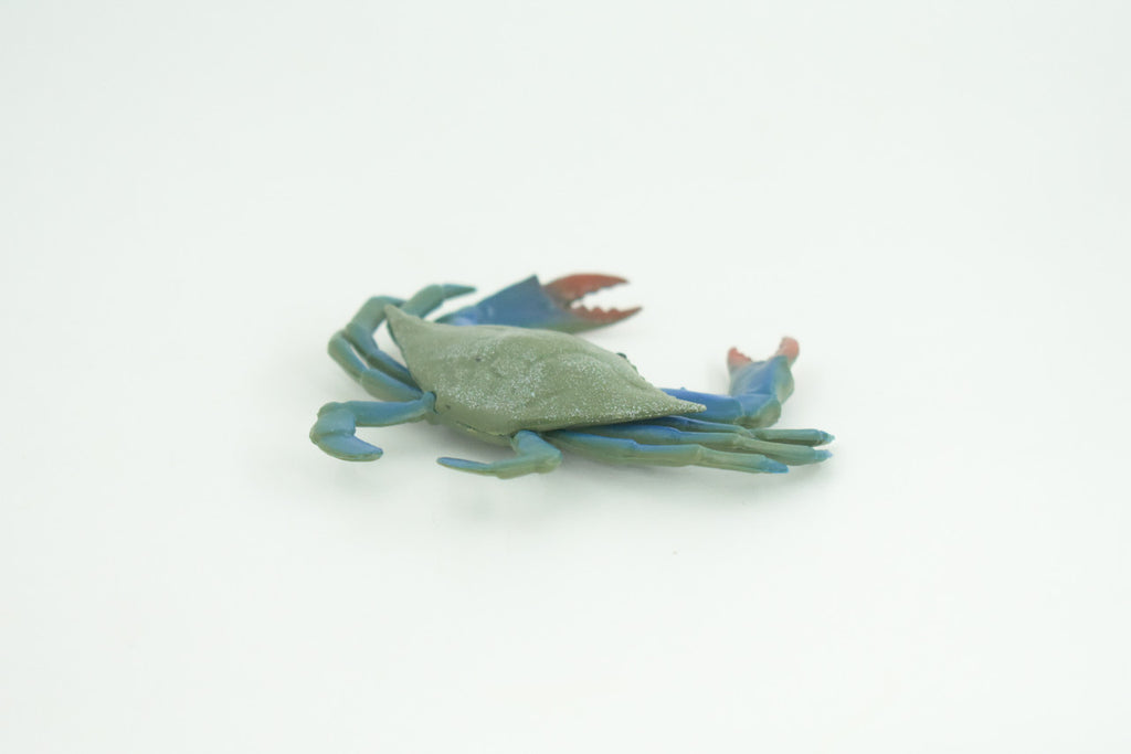 Blue Crab, Educational, Hand Painted, Museum Quality, Realistic, Rubber soft-shell crab, Realistic, Diorama, Toy, Kids, Gift,  3 1/2 Inches.  CH851 BB198