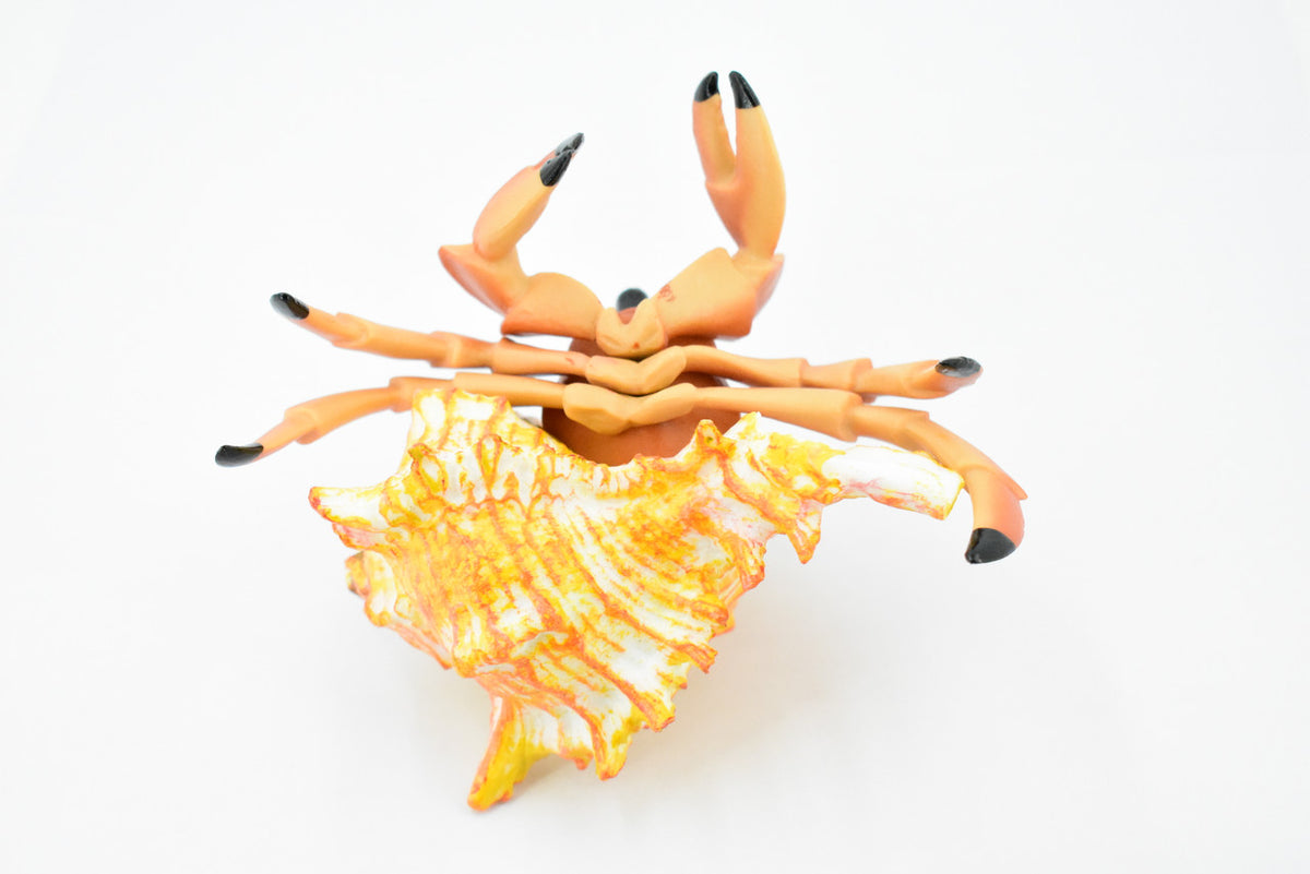 Crab, Hermit Crab, Museum Quality, Rubber Crustacean, Hand Painted, Realistic Toy Figure, Model, Replica, Kids, Educational, Gift,             5"       CH355 BB136
