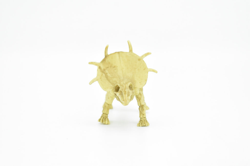 Protoceratops Dinosaur, Skeleton, Very Nice Plastic Replica    6" -   F3289 B66