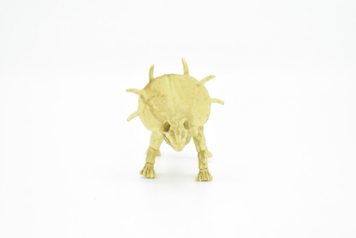Protoceratops Dinosaur, Skeleton, Very Nice Plastic Replica    6" -   F3289 B66