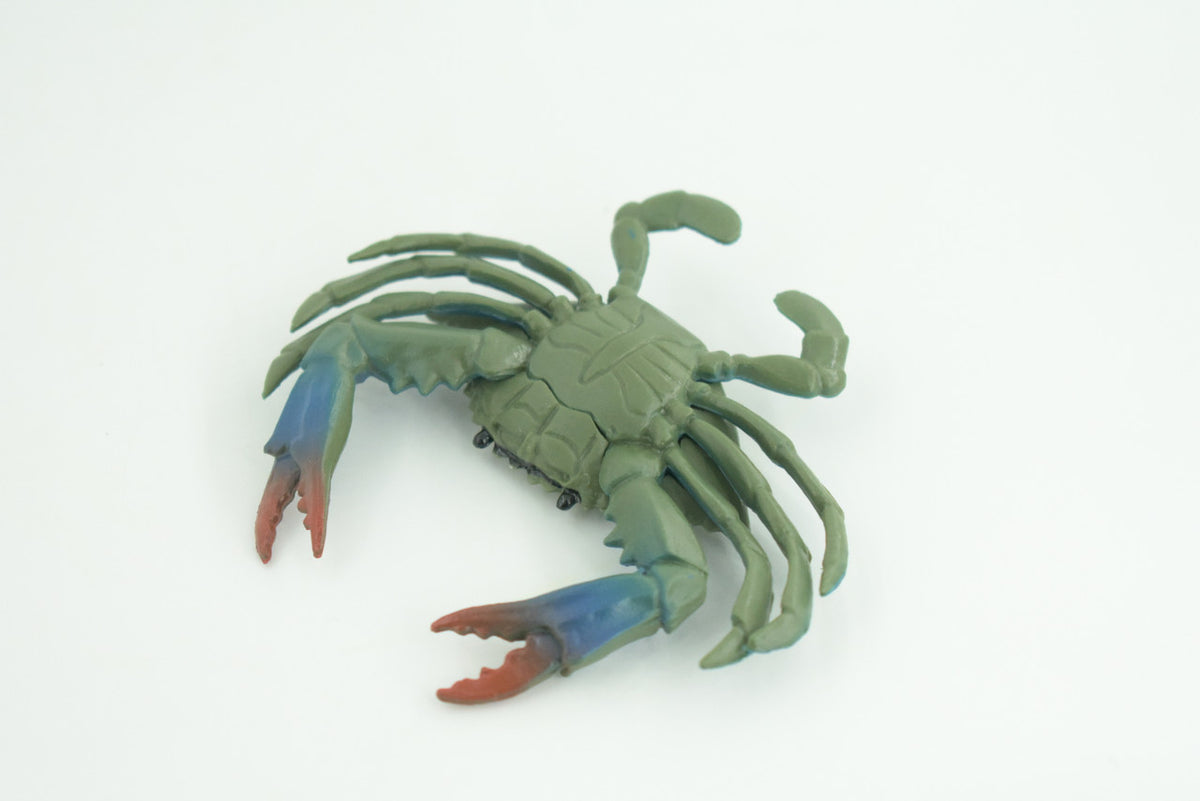 Blue Crab, Educational, Hand Painted, Museum Quality, Realistic, Rubber soft-shell crab, Realistic, Diorama, Toy, Kids, Gift,  3 1/2 Inches.  CH851 BB198