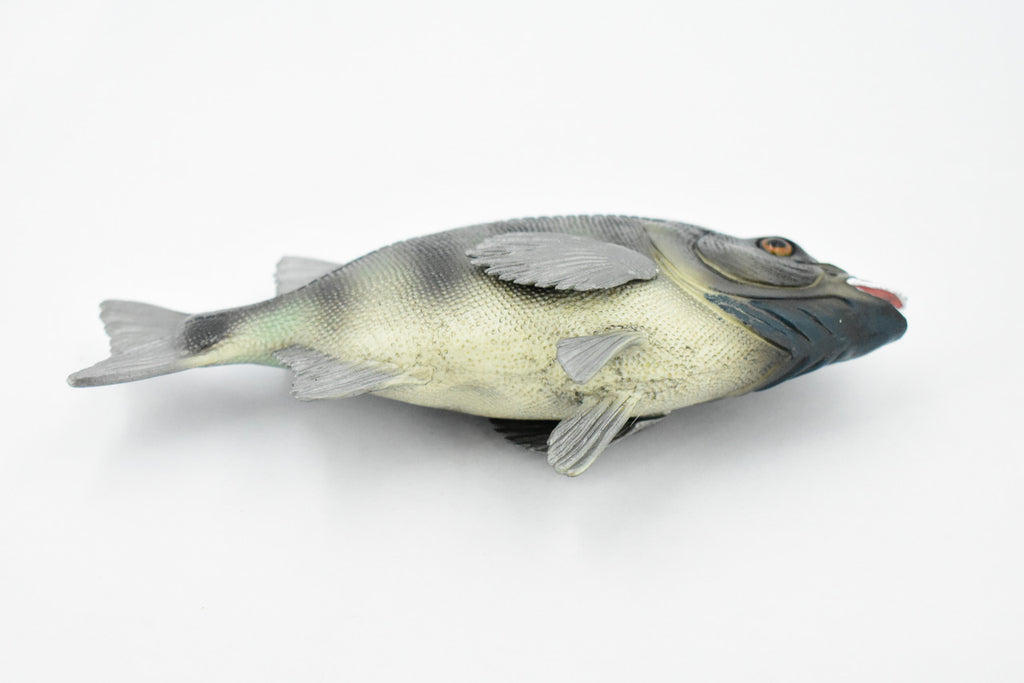 Fish, Rock Bream, Bass, Museum Quality, Hand Painted, Rubber Fish, Realistic Toy Figure, Model, Replica, Kids, Educational, Gift,     7"     CH381 BB142