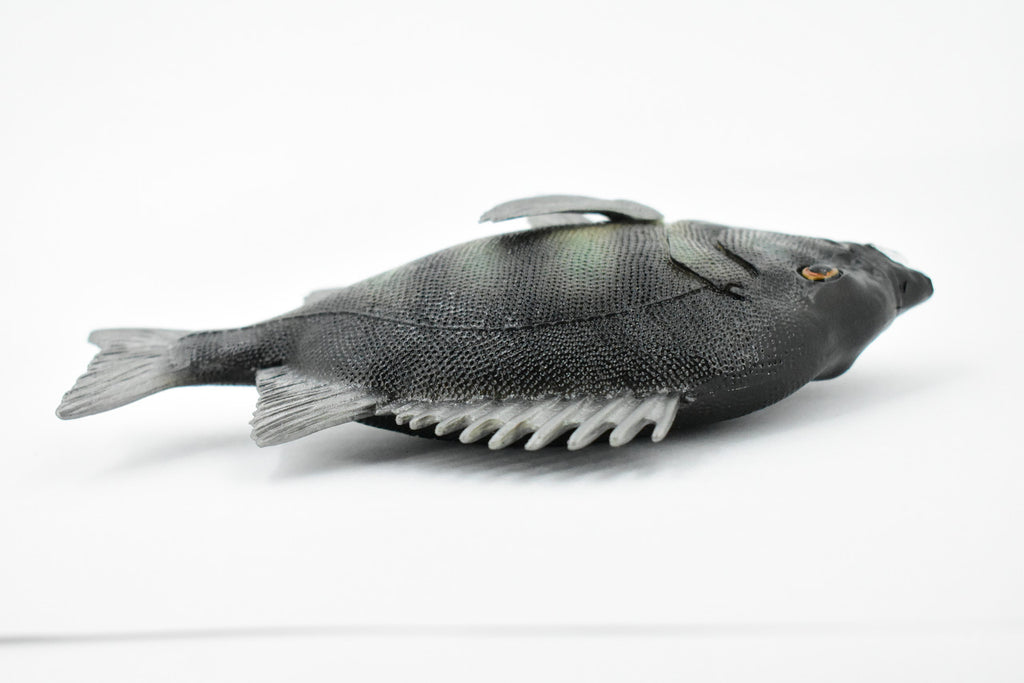 Fish, Rock Bream, Bass, Museum Quality, Hand Painted, Rubber Fish, Realistic Toy Figure, Model, Replica, Kids, Educational, Gift,     7"     CH381 BB142