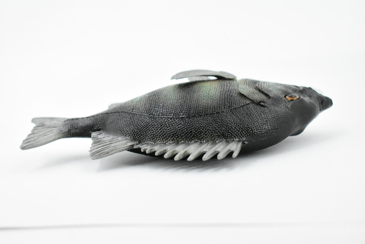 Fish, Rock Bream, Bass, Museum Quality, Hand Painted, Rubber Fish, Realistic Toy Figure, Model, Replica, Kids, Educational, Gift,     7"     CH381 BB142