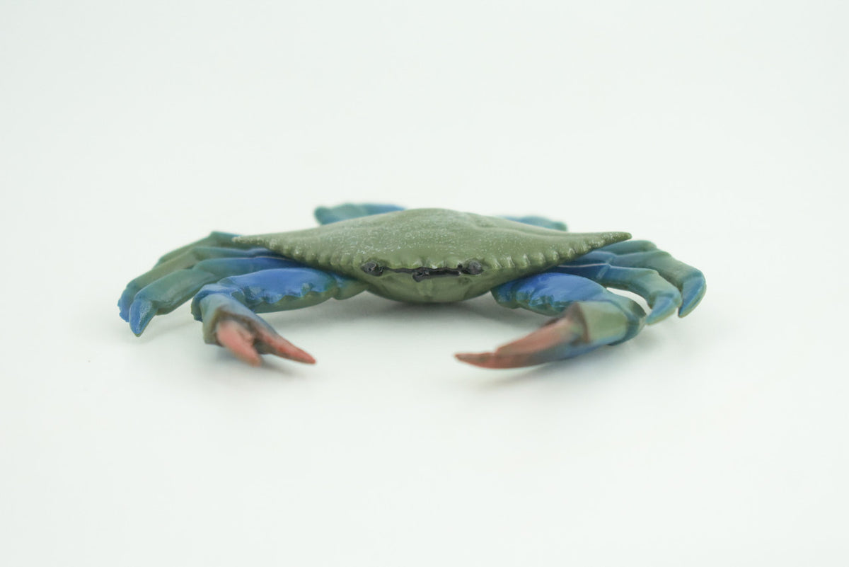 Blue Crab, Educational, Hand Painted, Museum Quality, Realistic, Rubber soft-shell crab, Realistic, Diorama, Toy, Kids, Gift,  3 1/2 Inches.  CH851 BB198
