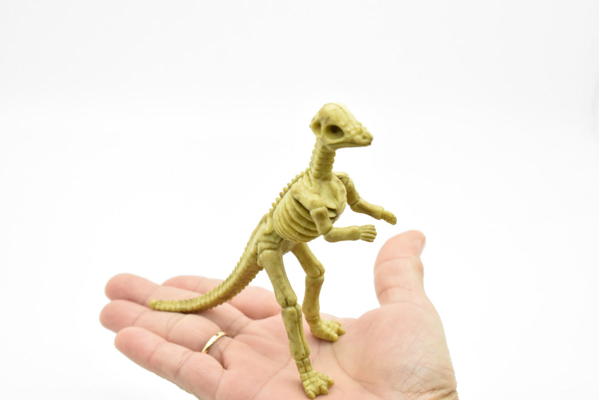 Micropachycephalosaurus Dinosaur, Skeleton, Very Nice Plastic Replica 5"   F3293 B66