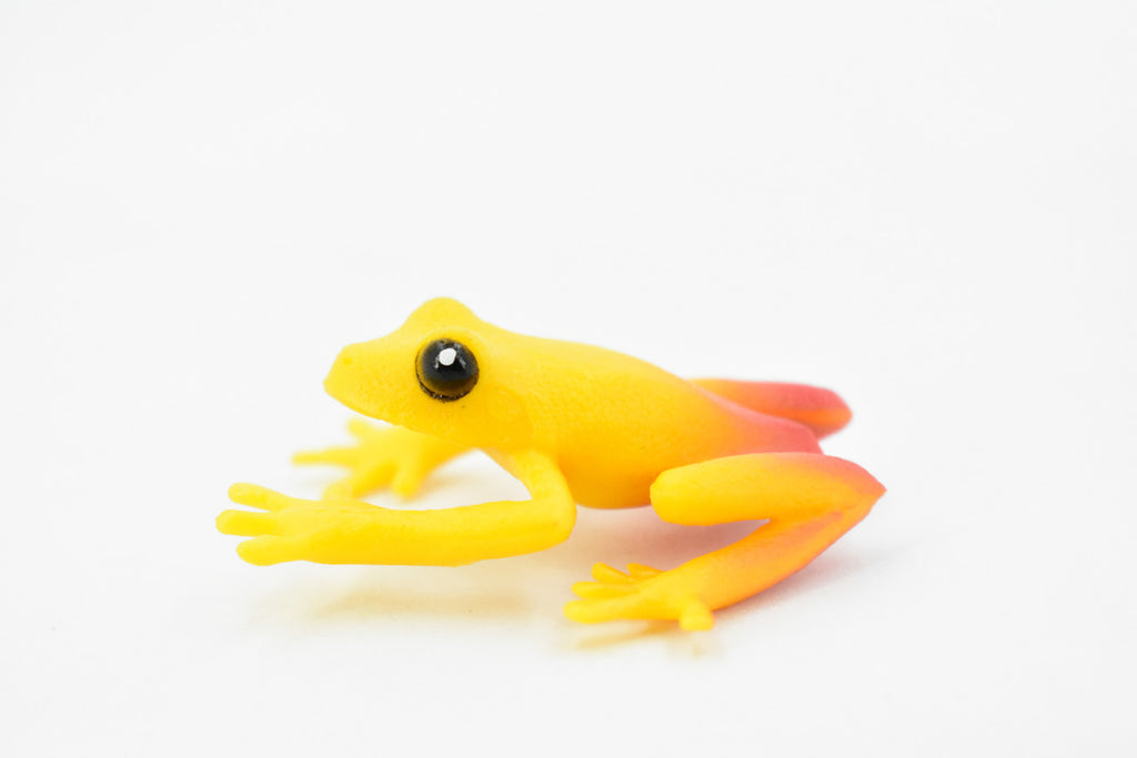 Golden Poison Dart Frog, Yellow and Red, Hand Painted, Amphibian, Hard Rubber, Realistic Frog, Toy, Kids, Educational, Gift,     2"     F4409 B9