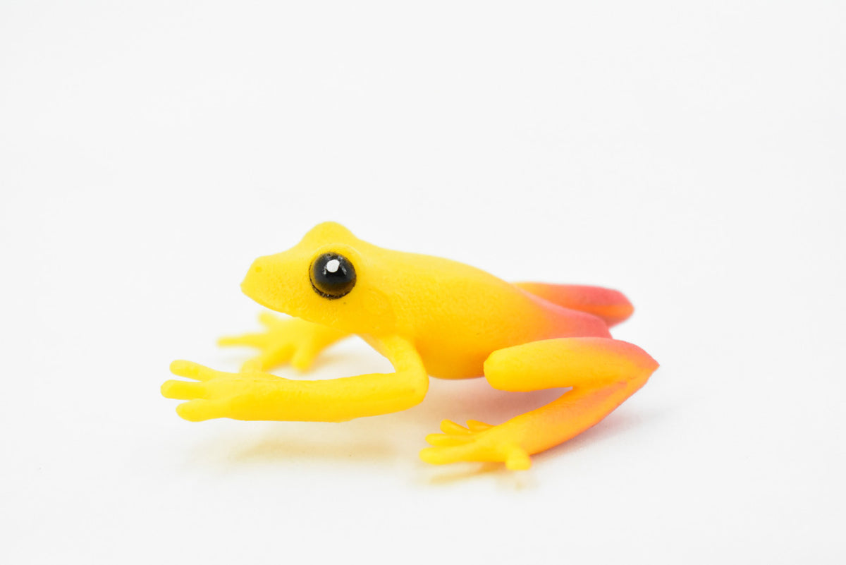 Golden Poison Dart Frog, Yellow and Red, Hand Painted, Amphibian, Hard Rubber, Realistic Frog, Toy, Kids, Educational, Gift,     2"     F4409 B9