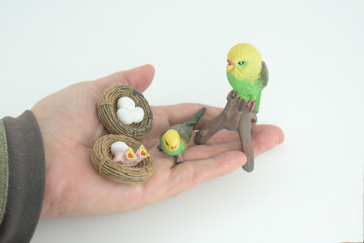 Parrot Life Cycle, 4 Piece Set, Museum Quality, Hand Painted Birds, Educational, Rubber, Realistic, Diorama, Toys, Kids, Gift, 4 Inches. CH801 BB188