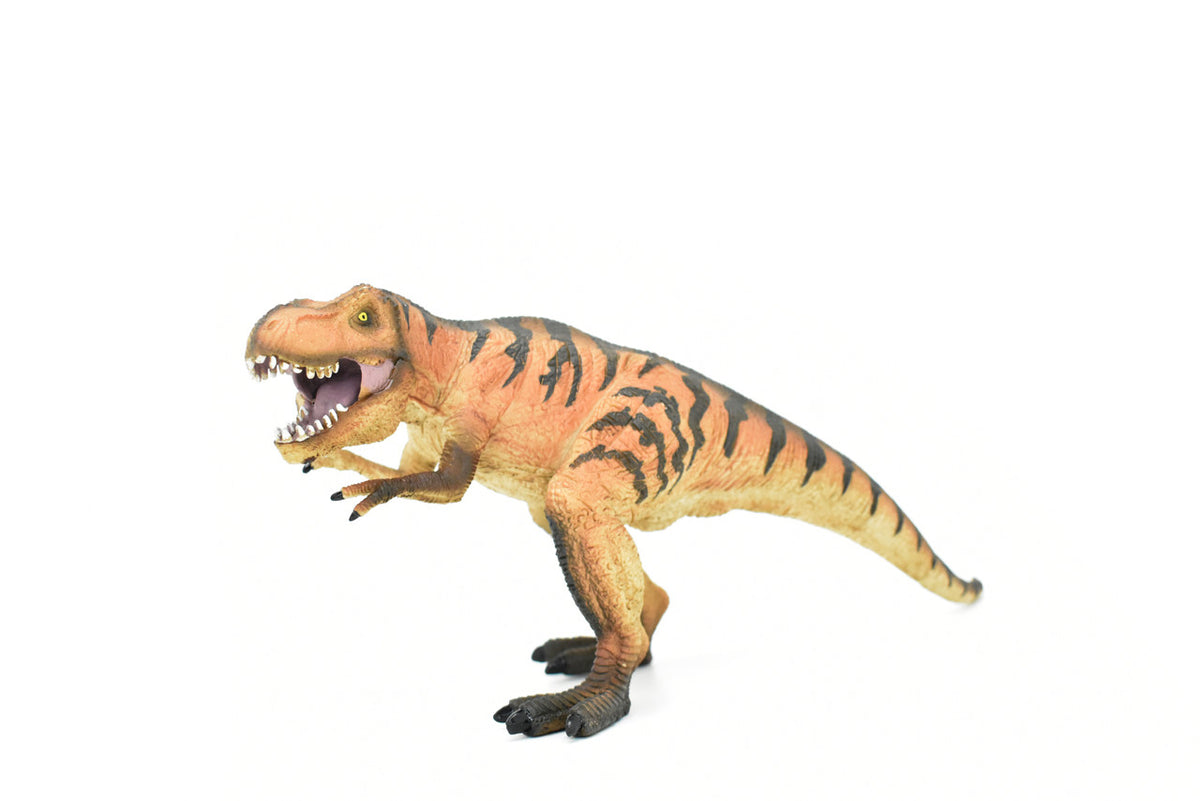 Tyrannosaurus rex, T. Rex, Dinosaur, Museum Quality Plastic Replica  12" x 5"   M005-B629