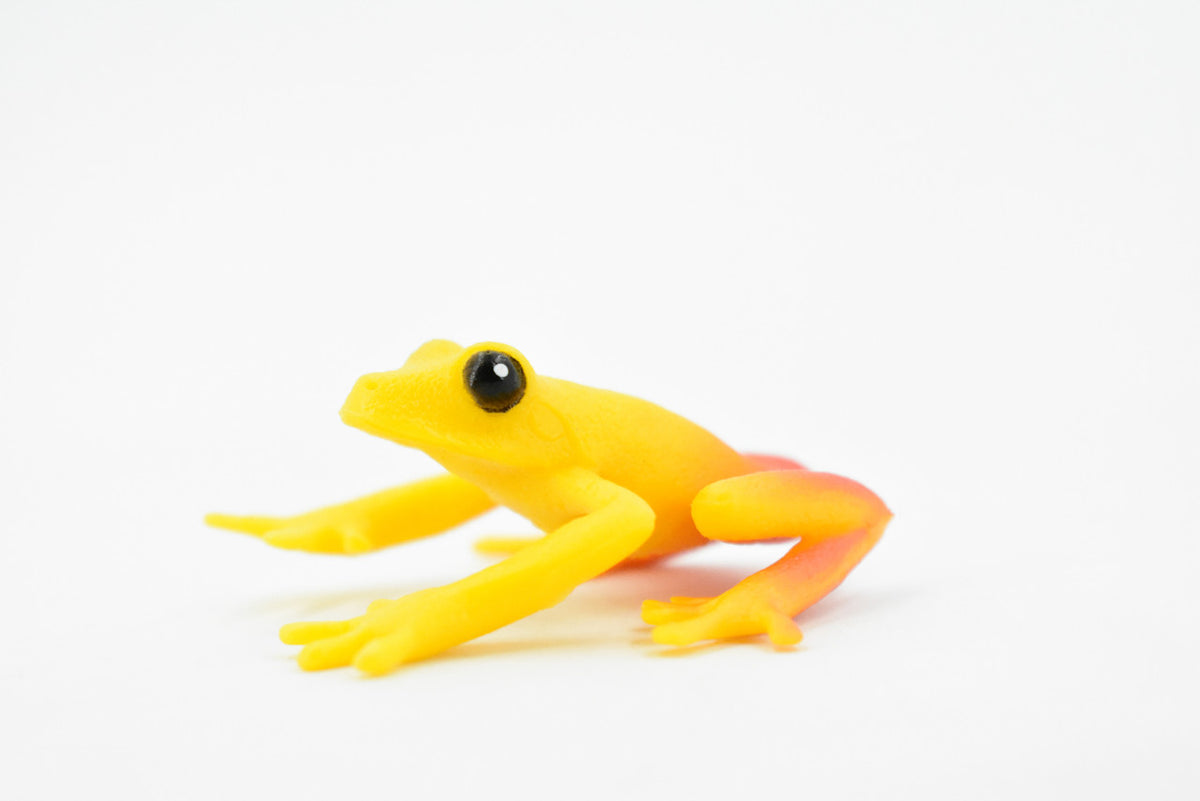 Golden Poison Dart Frog, Yellow and Red, Hand Painted, Amphibian, Hard Rubber, Realistic Frog, Toy, Kids, Educational, Gift,     2"     F4409 B9