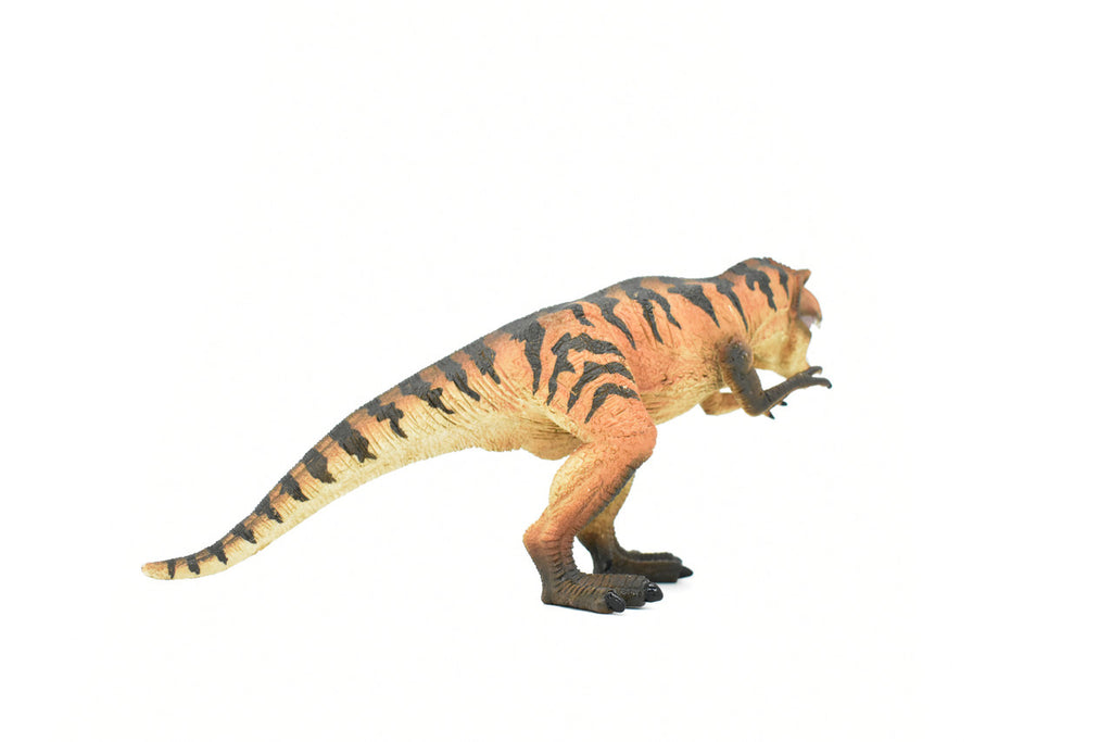 Tyrannosaurus rex, T. Rex, Dinosaur, Museum Quality Plastic Replica  12" x 5"   M005-B629