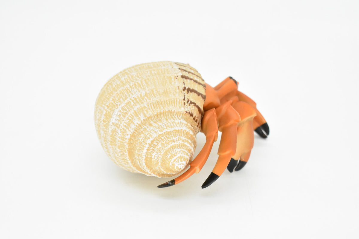 Hermit Crab Toy. Crustaceans, Museum Quality Rubber Figure, Model, Ocean, Beach, Sea, Educational, Animal, Hand Painted, Figurines 5" CH095 BB85