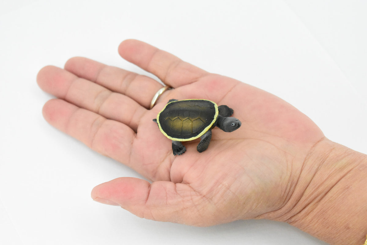 Argentine Side Necked Turtle, Rubber Reptile, Hand Painted, Museum Quality, Educational, Realistic Toy Figure, Diorama Model, Kids,  2 1/2 Inches. 