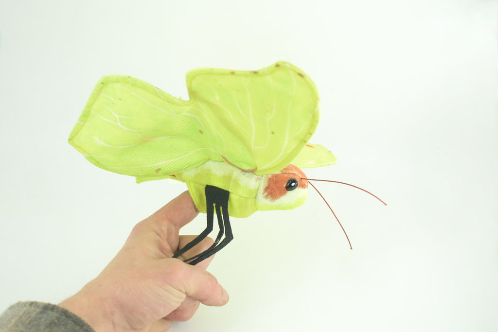 Common Brimstone Butterfly, Finger Puppet, Very Nice Plush, Insect, Realistic, Educational, Toy, Kids, Gift, 15 Inches. WR35 BB317