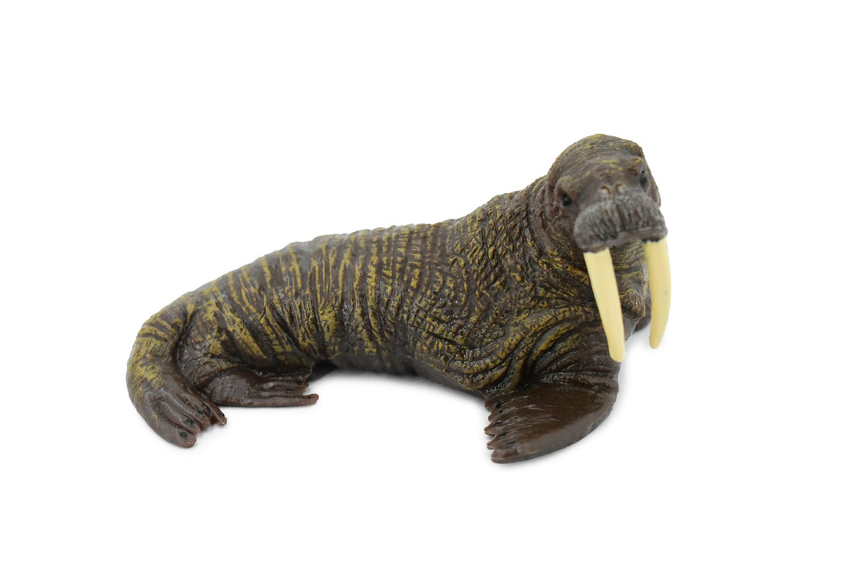 Walrus, Pinniped, Marine Mammal, Museum Quality, Educational, Hand Painted, Rubber, Realistic Toy Figure, Diorama Model, Replica, Kids,  5 Inches. 