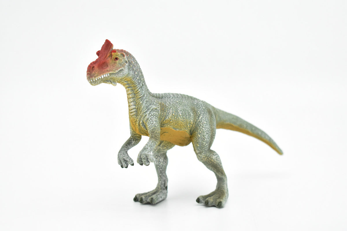Cryolophosaurus Dinosaur, Theropod dinosaur, Museum Quality, Educational, Realistic Hand Painted, Diorama Figure, Lifelike Model, Vintage Design, Toy, Gift,    6 Inches.   F3248 B144