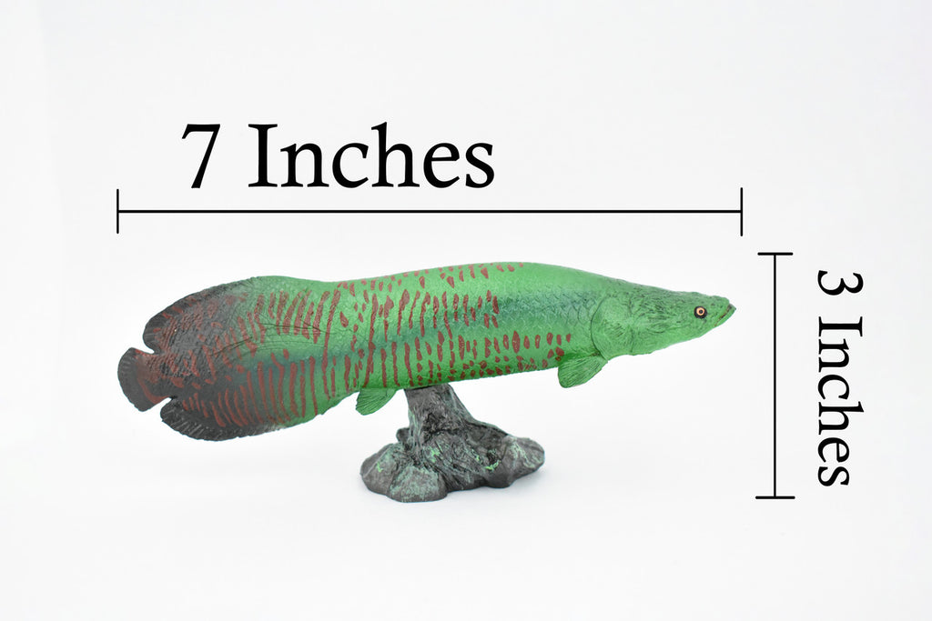 Fish, Arapaima, Green, Museum Quality, Hand Painted, Rubber Fish, Realistic Toy Figure, Model, Replica, Kids, Educational, Gift,     7 "    CH320 BB132