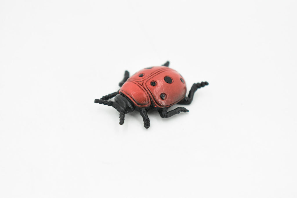 Ladybug, Rubber Insect, Toy, Realistic Figure, Model, Replica, Kids Educational Gift,     1 1/2 "      F1659 B74