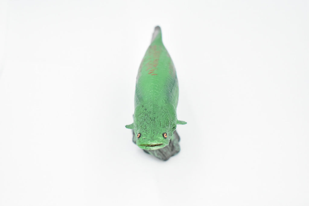 Fish, Arapaima, Green, Museum Quality, Hand Painted, Rubber Fish, Realistic Toy Figure, Model, Replica, Kids, Educational, Gift,     7 "    CH320 BB132