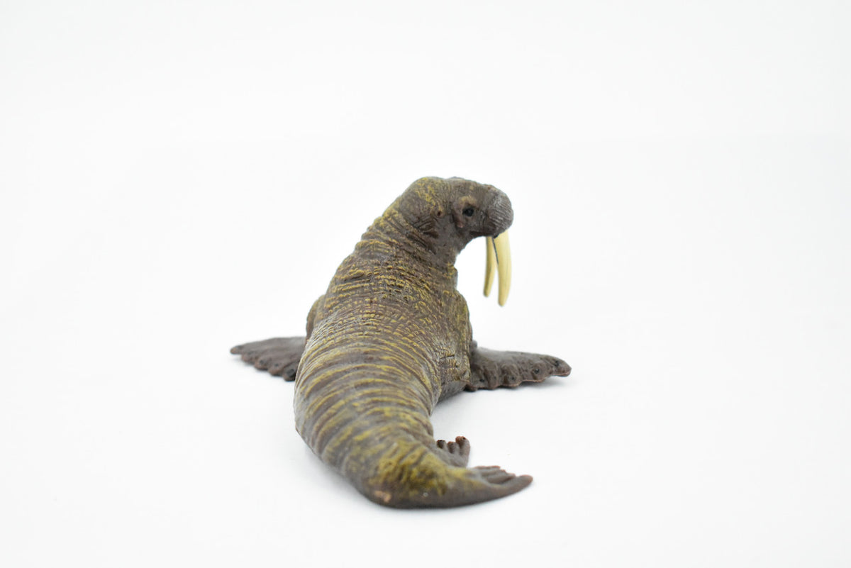 Walrus, Pinniped, Marine Mammal, Museum Quality, Educational, Hand Painted, Rubber, Realistic Toy Figure, Diorama Model, Replica, Kids,  5 Inches. 