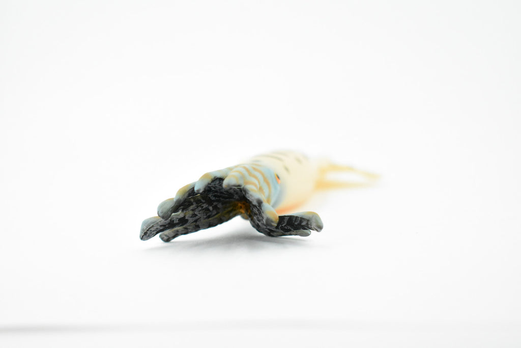 Squid, Reef Squid, Museum Quality, Hand Painted, Rubber, Educational, Realistic, Figure, Lifelike Figurine, Replica, Gift,      6"    CH277 BB125