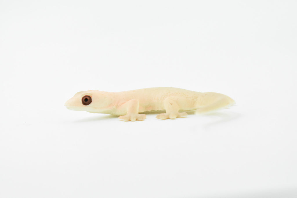 Gecko, Spiny Tailed, Strophurus ciliaris, Lizard, Reptile, Hand Painted, Realistic Toy Figure, Model, Replica, Kids, Educational, Gift,       2 1/2"     CH221 BB119