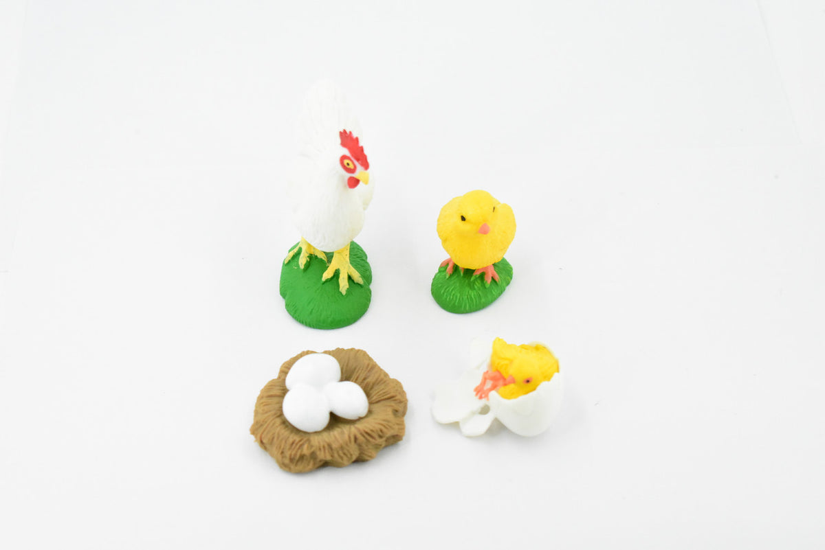 Chicken, Life Cycle of a Chicken, 4 Stages, Museum Quality, Educational, Hand Painted, Rubber Bird, Realistic Toy Figure, Diorama Model, Kids,  2 1/2 Inches. 
