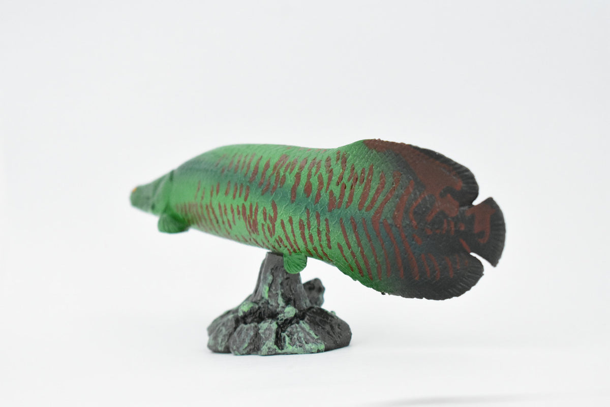 Fish, Arapaima, Green, Museum Quality, Hand Painted, Rubber Fish, Realistic Toy Figure, Model, Replica, Kids, Educational, Gift,     7 "    CH320 BB132