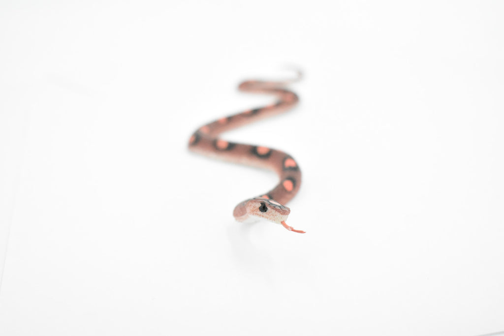 Snake, Red Corn Snake, Rubber Reptile, Educational, Realistic, Hand Painted, Figure, Lifelike Model, Figurine, Replica, Gift,    11"    F1731 B222