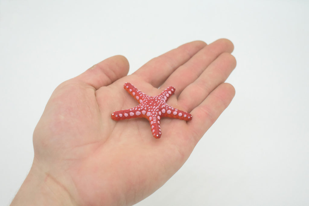 Starfish, Marble, Sea Star, Echinoderms, Asteroidea, Ocean, Sea Life, Plastic, Model, Realistic Replica, Educational Toy, Figurine, Life Like, Gift,    2 1/4"     F928 B158