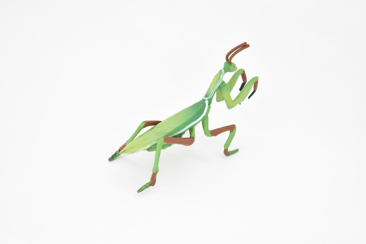 Praying Mantis, Mantises, Mantodea, Museum Quality, Educational, Hand Painted, Rubber Insect, Diorama Model, Realistic, Kids, Toys, 4 Inches. 