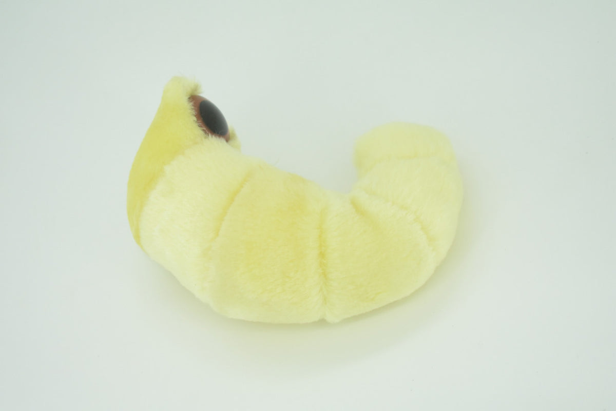 Bookworm, Anobium punctatum, Booklice, Microorganisms Plush Design, Educational, Figure, Replica, Gift,             6"    F1697 B102