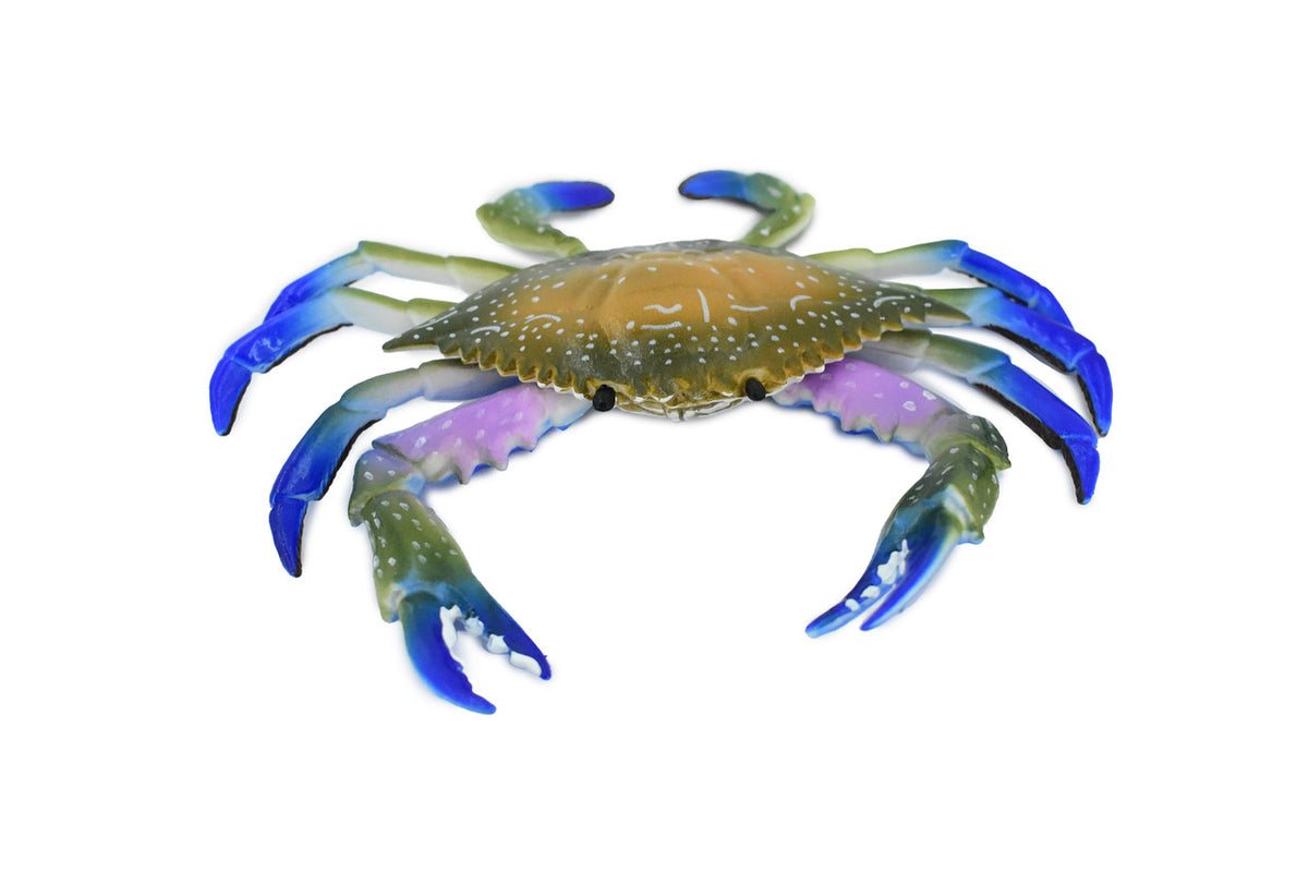 Crab, Blue Crab, Museum Quality, Rubber Crustacean, Hand Painted, Realistic Toy Figure, Model, Replica, Kids, Educational, Gift,       6"       CH161 BB111