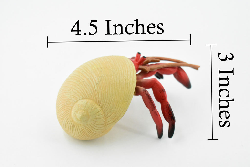 Crab, Hermit Crab, Museum Quality, Hand Painted, Rubber Crustaceans, Realistic Toy Figure, Model, Replica, Kids, Educational, Gift,       4 1/2"    CH191 BB116