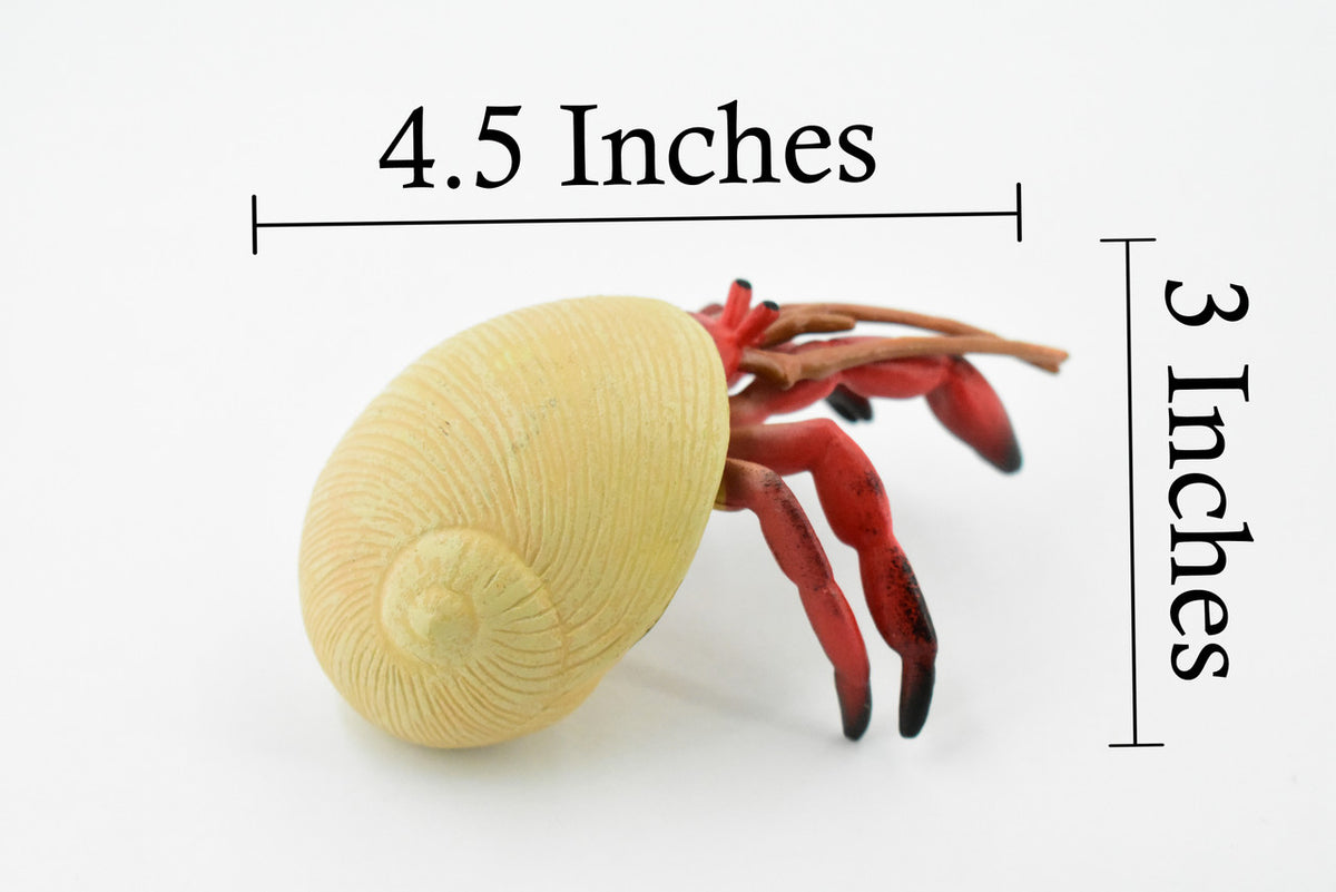 Crab, Hermit Crab, Museum Quality, Hand Painted, Rubber Crustaceans, Realistic Toy Figure, Model, Replica, Kids, Educational, Gift,       4 1/2"    CH191 BB116