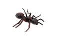 Red Fire Ant, Ginger ant, Very Nice Design, Educational, Hand Painted, Realistic Rubber Insect, Toy Figure, Diorama Model, Kids, 3 Inches. 