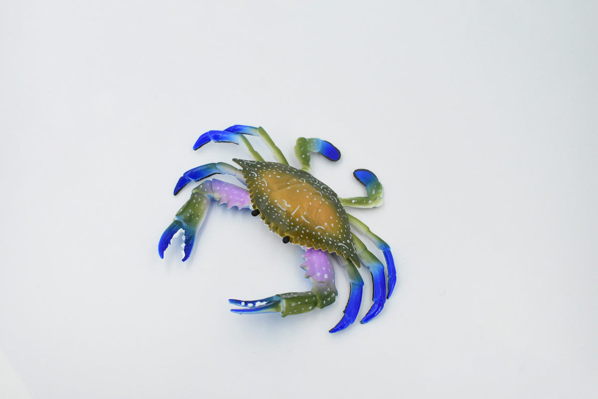 Crab, Blue Crab, Museum Quality, Rubber Crustacean, Hand Painted, Realistic Toy Figure, Model, Replica, Kids, Educational, Gift,       6"       CH161 BB111