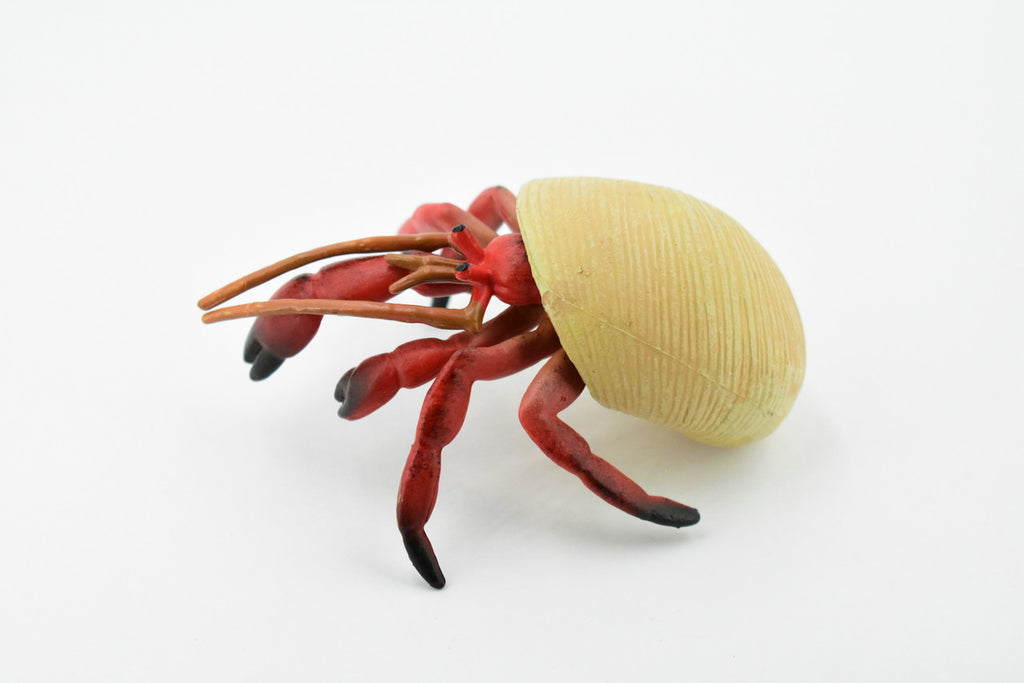 Crab, Hermit Crab, Museum Quality, Hand Painted, Rubber Crustaceans, Realistic Toy Figure, Model, Replica, Kids, Educational, Gift,       4 1/2"    CH191 BB116