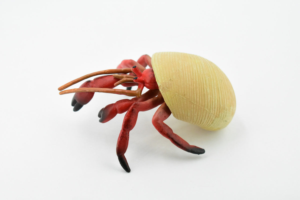 Crab, Hermit Crab, Museum Quality, Hand Painted, Rubber Crustaceans, Realistic Toy Figure, Model, Replica, Kids, Educational, Gift,       4 1/2"    CH191 BB116