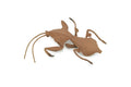 Praying Mantis, Deroplatys, Dead leaf mantis, High Quality, Rubber Insect, Educational, Realistic, Figure, Replica, Toy, Kids, Educational, Gift,      3"     CH639 BB168
