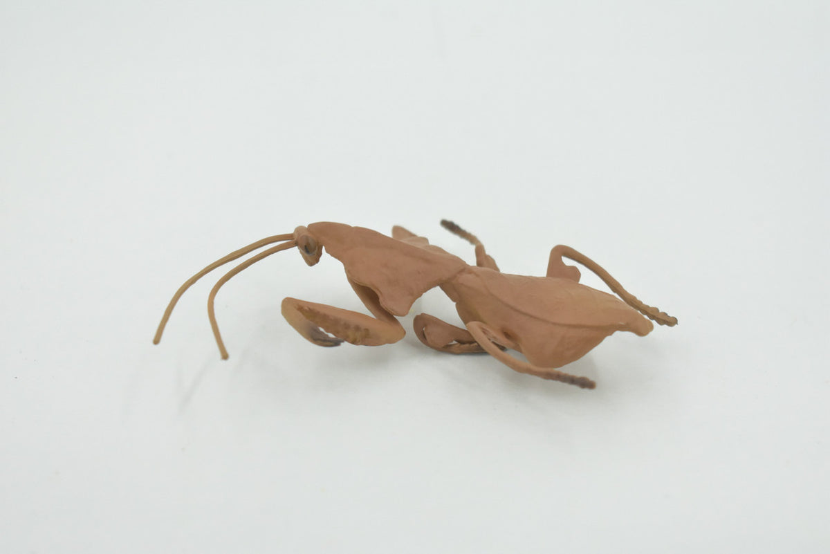 Praying Mantis, Deroplatys, Dead leaf mantis, High Quality, Rubber Insect, Educational, Realistic, Figure, Replica, Toy, Kids, Educational, Gift,      3"     CH639 BB168