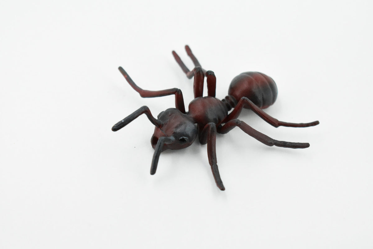 Red Fire Ant, Ginger ant, Very Nice Design, Educational, Hand Painted, Realistic Rubber Insect, Toy Figure, Diorama Model, Kids, 3 Inches. 