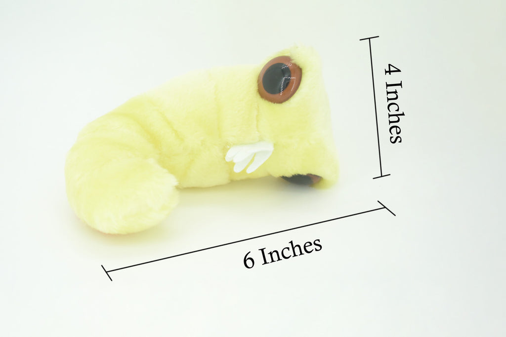 Bookworm, Anobium punctatum, Booklice, Microorganisms Plush Design, Educational, Figure, Replica, Gift,             6"    F1697 B102