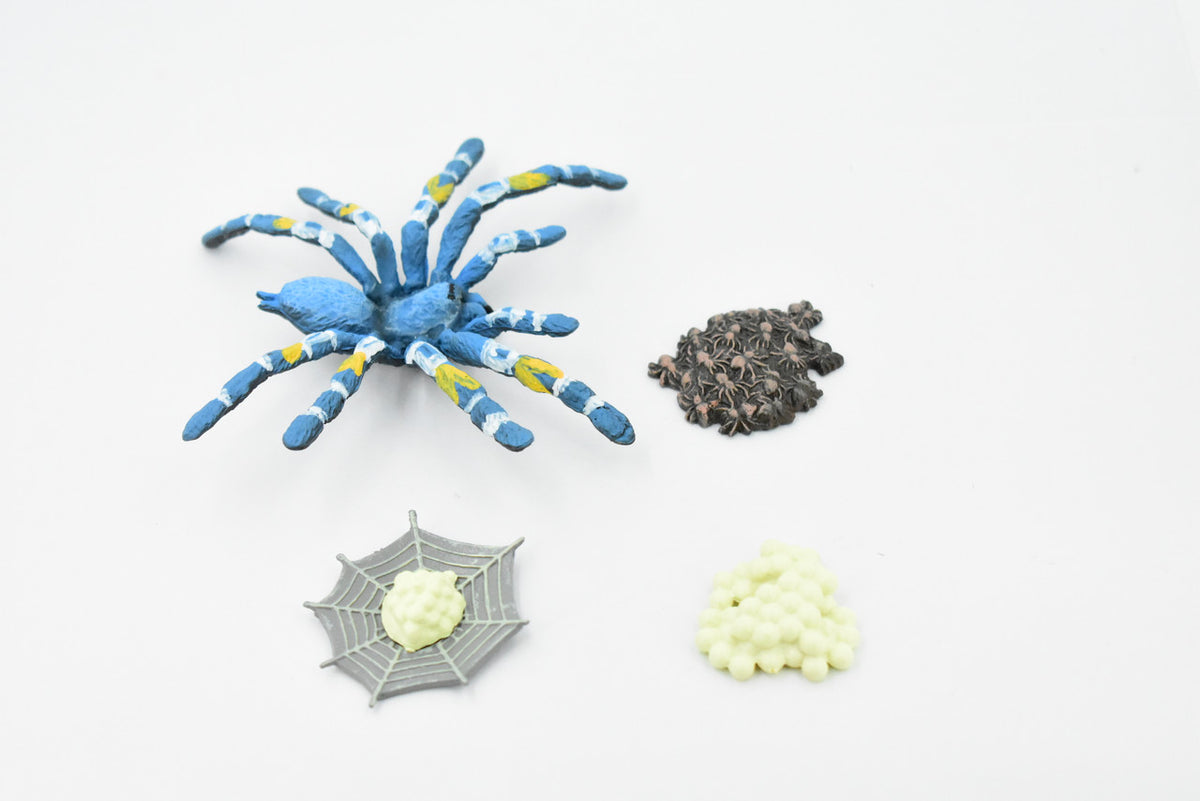 Life Cycle of a Cobalt Blue Tarantula, 4 Stages, Arachnida, Museum Quality, Educational, Hand Painted, Rubber Spider, Diorama Model, Kids, Toys, 4 Inches. 