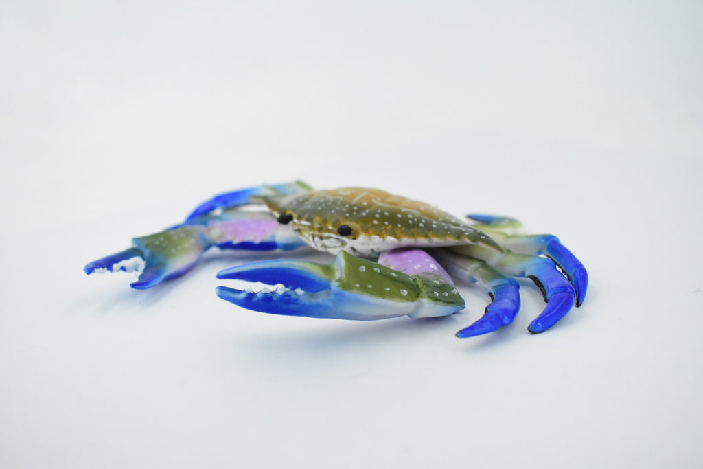 Crab, Blue Crab, Museum Quality, Rubber Crustacean, Hand Painted, Realistic Toy Figure, Model, Replica, Kids, Educational, Gift,       6"       CH161 BB111